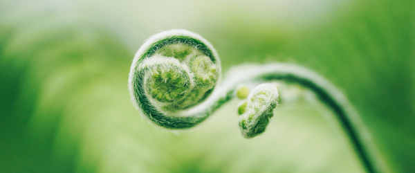 Green koru fern