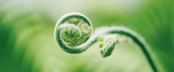 Green koru fern 